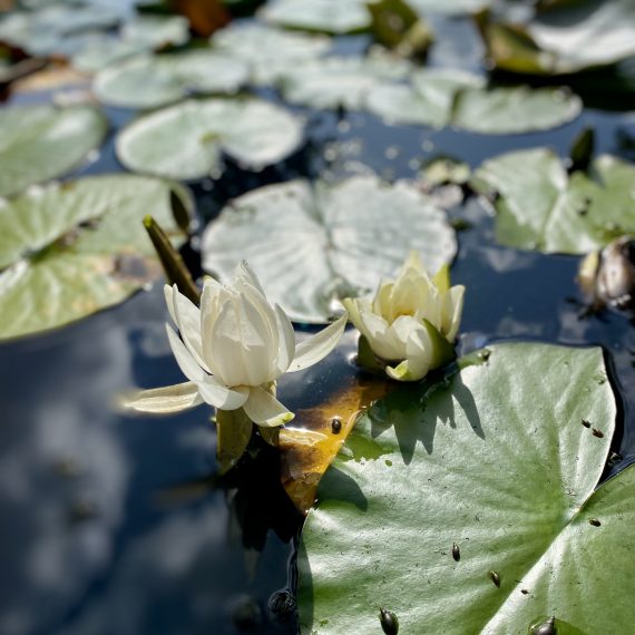 Water lily