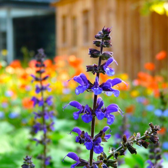 Salvia nemerosa Caradonna, garden designed by Carolyn Grohmann