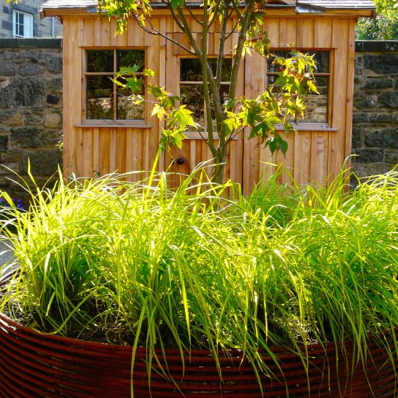 Woven rebar raised bed with Carex elata Aurea