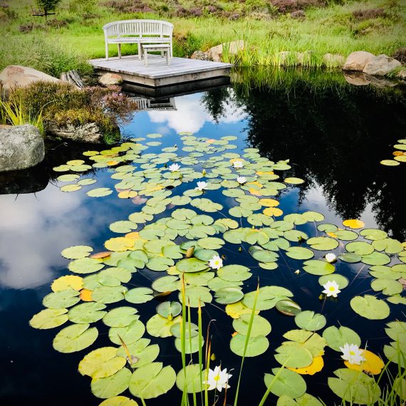 Wildlife pond with water lilies, flag iris and locally sourced boulders. Designed by Carolyn Grohmann