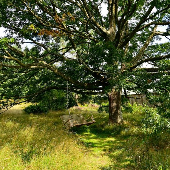 Swing hanging from oak tree