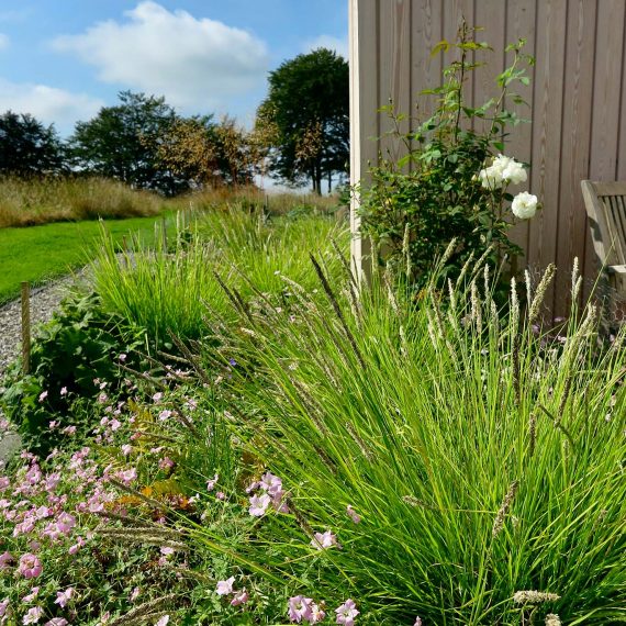 Grasses and herbaceous plants mimicking nearby flora