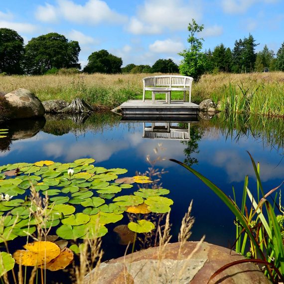 Wildlife pond planted with water lilies