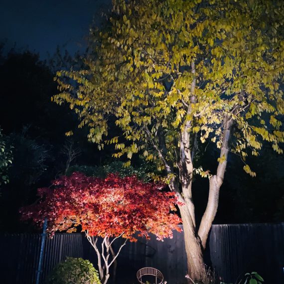 Acer palmate and cherry tree up lit