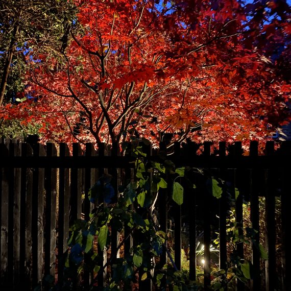 Japanese acer up lit with slatted garden fence