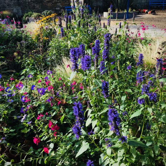 Culross Community Garden planting design