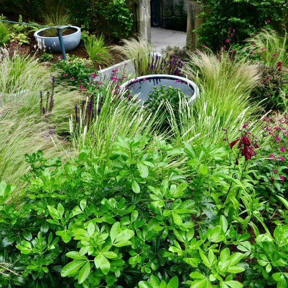 Accessible Morningside garden, design by Carolyn Grohmann