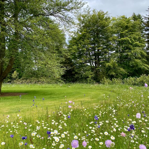 Perennial meadow