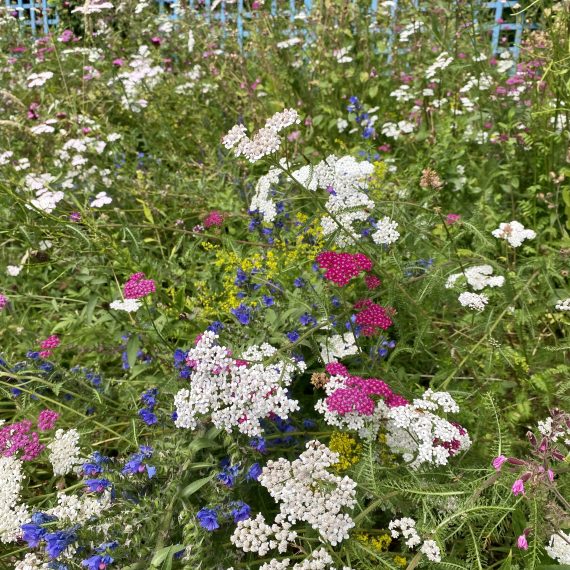 Culross Community Garden Pictorial Meadows