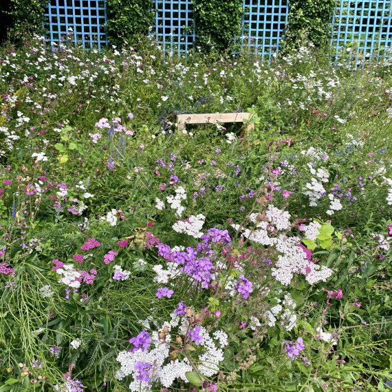 Culross Community Garden Pictorial Meadows