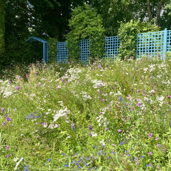 Culross Community Garden Pictorial Meadows