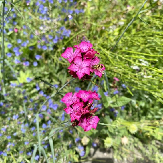 Culross Community Garden Pictorial Meadows