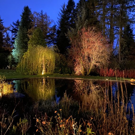 Swimming pond and woodland lighting