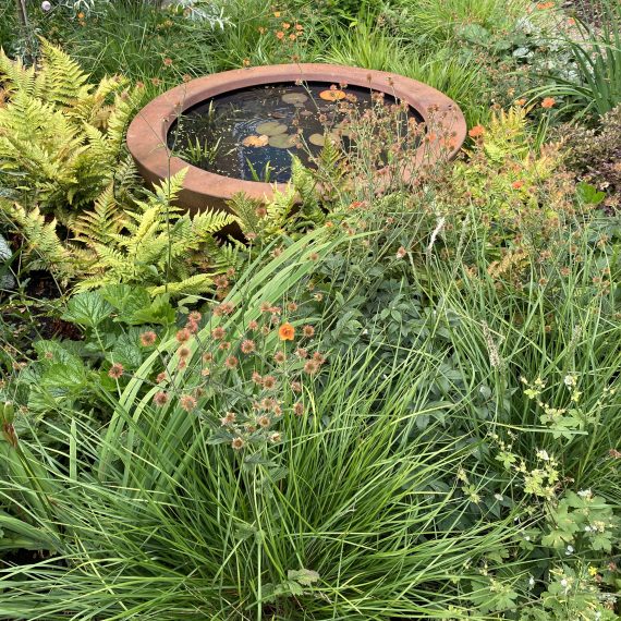 Urbis lily bowl surrounded by wildlife friendly planting