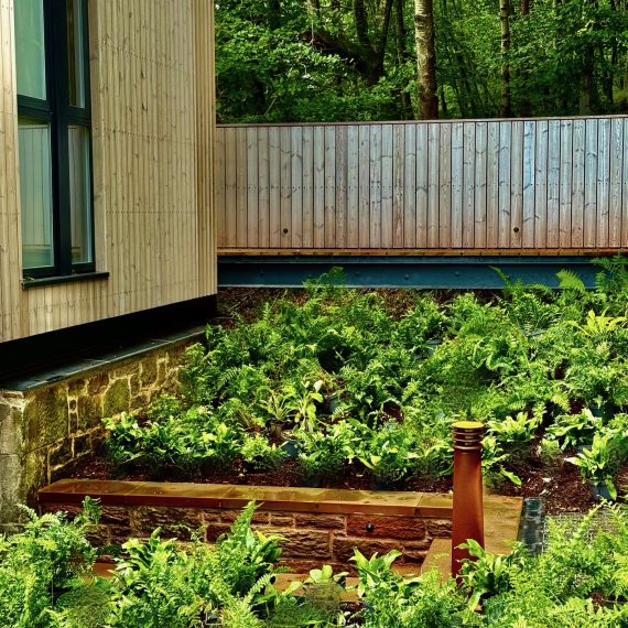 Evergreen ferns and woodland planting