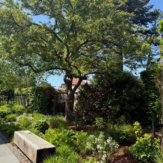 Front garden planting with solid oak bench