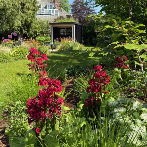 Primula Millers Crimson with pergola in background