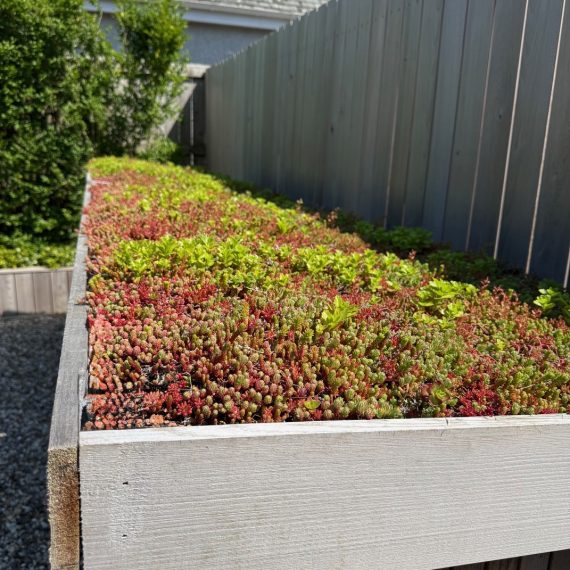 Brighton Bike Shed with sedum roof